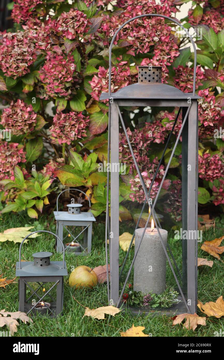 decorazione giardino rustico con lanterna e idrangea macrophylla Foto Stock