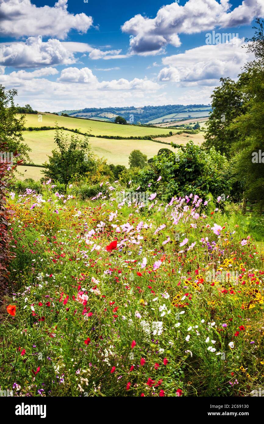 Un prato di fiori selvatici che si affaccia sul lato opposto inglese. Foto Stock