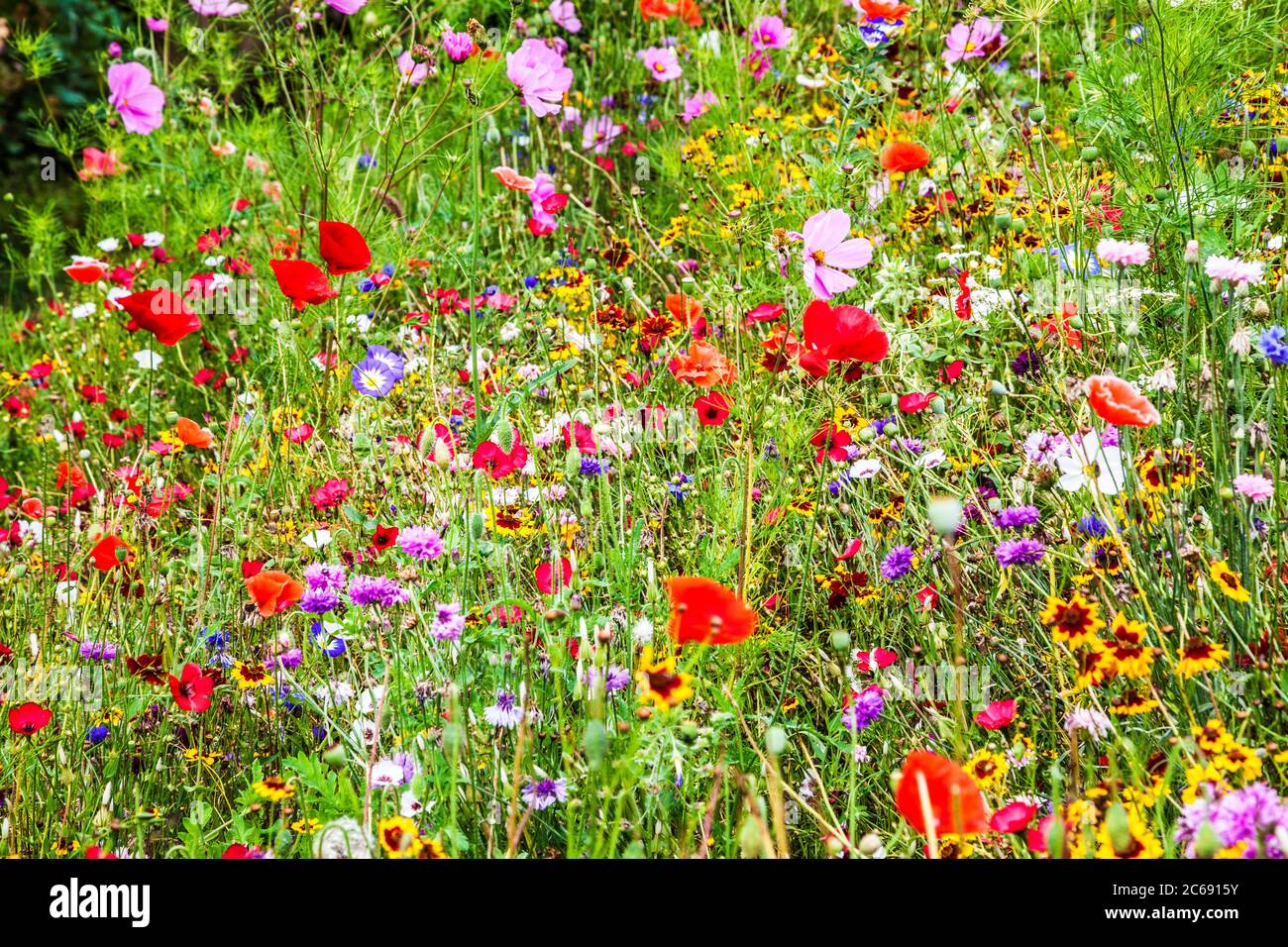 Un prato di fiori selvatici in un giardino di campagna inglese. Foto Stock
