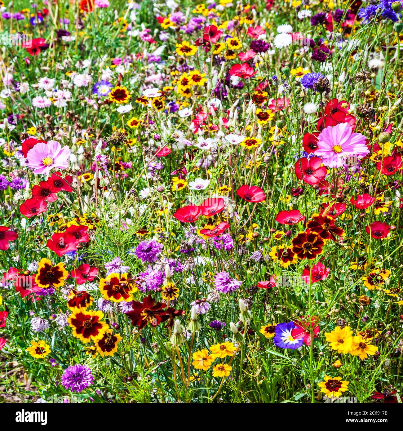 Un prato di fiori selvatici in un giardino di campagna inglese. Foto Stock