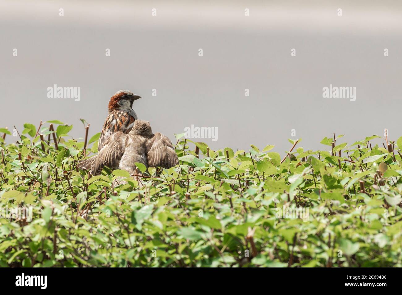 Un giovane uccello del passero di casa che pregava di mangiare su una siepe vicino all'uccello adulto Foto Stock