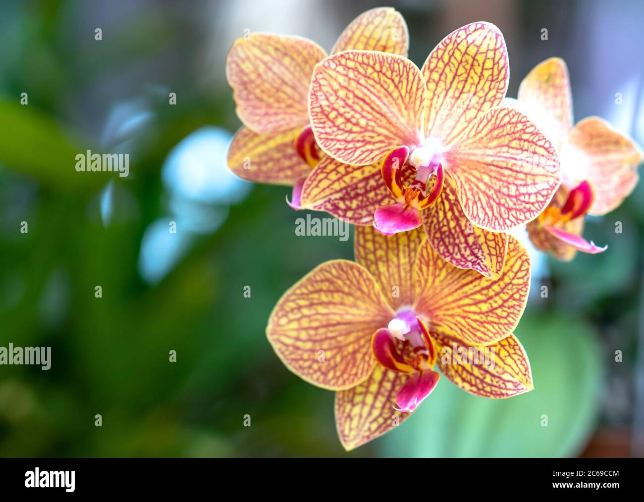 Le orchidee della falaenopsis fioriscono in una varietà di colori nel giardino Foto Stock