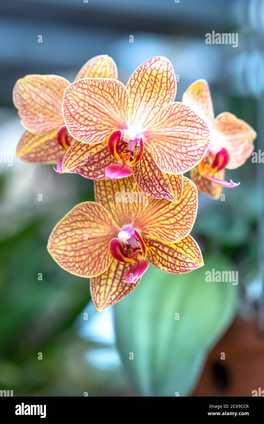 Le orchidee della falaenopsis fioriscono in una varietà di colori nel giardino Foto Stock