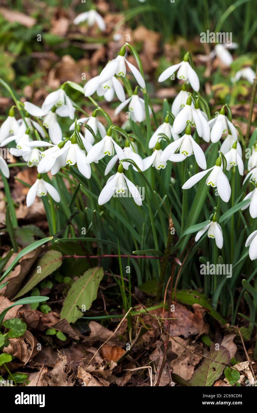 Nevicate (Galanthus) trovate all'aperto in primavera d'inverno Foto Stock