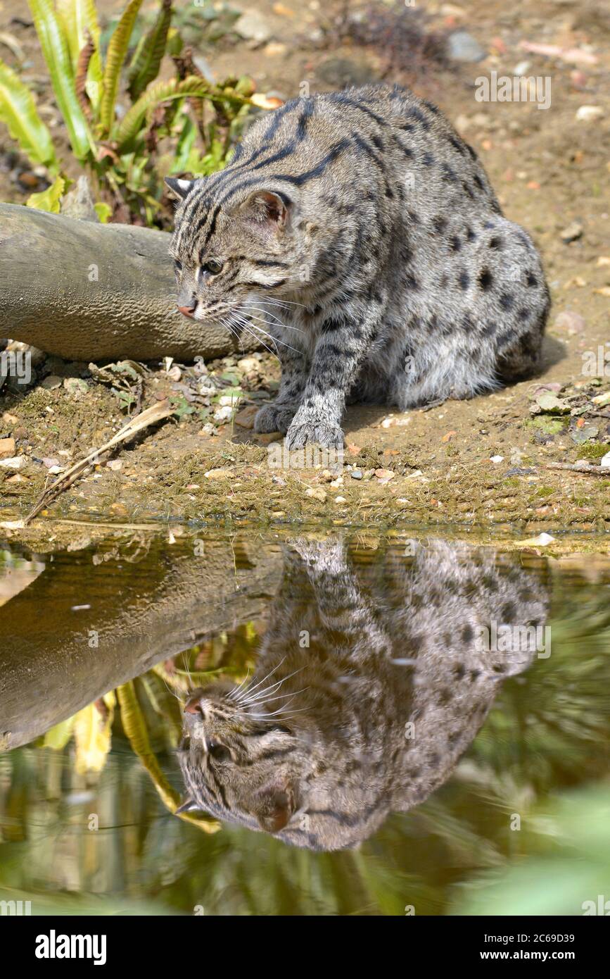 Gatto da pesca (Prionailurus viverrinus) al bordo dell'acqua con un grande riflesso Foto Stock