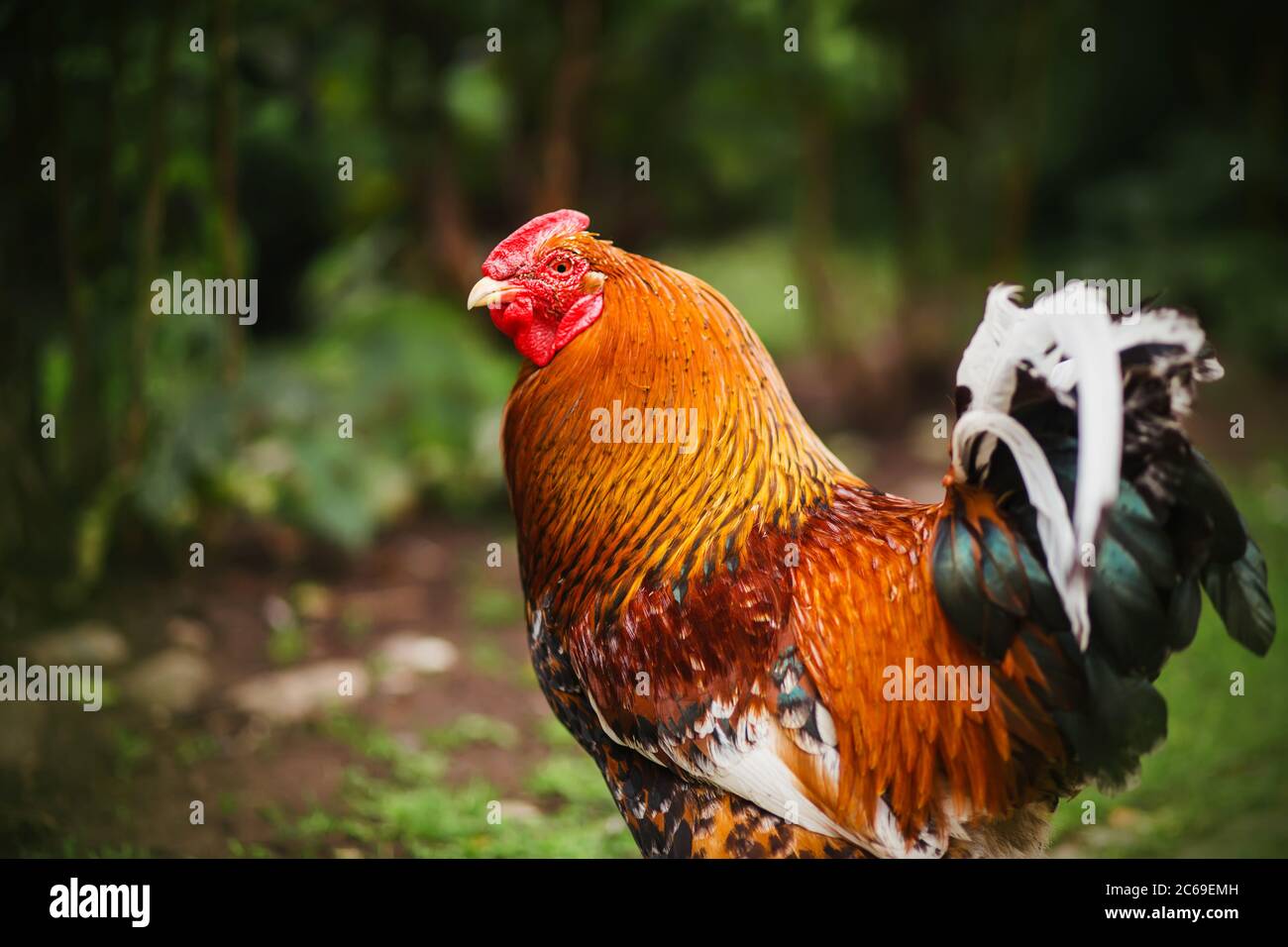 Un bellissimo gallo maestoso punteggiato e luminoso con una capesante rossa in una giornata estiva in natura. Foto Stock