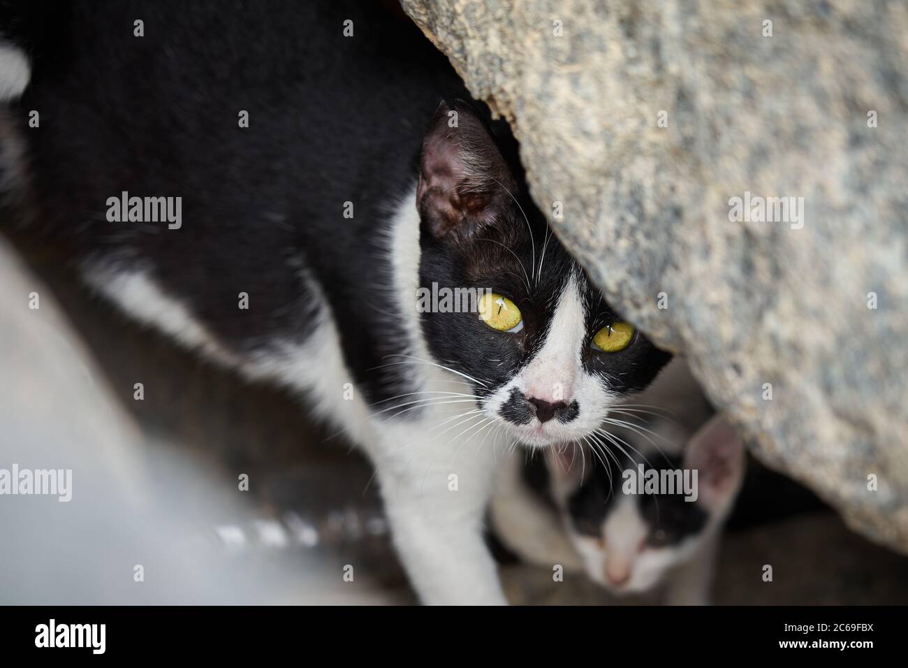 Un gatto mama ha sbucciato fuori dal suo nascondiglio nel mezzo di mucchi di massi. Foto Stock