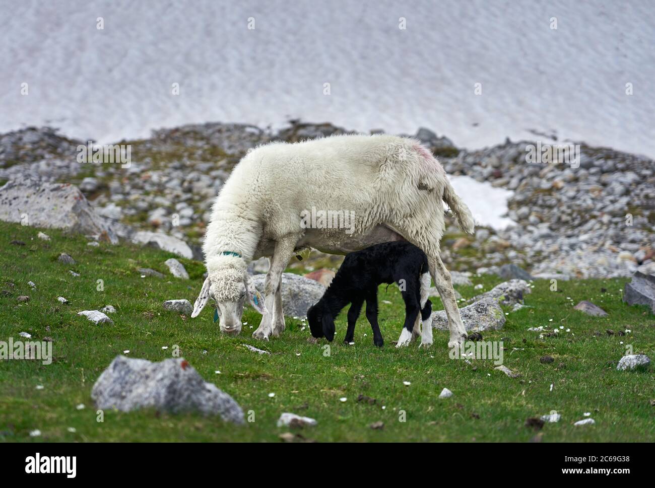 Una pecora madre bianca e il suo agnello rivestito nero che pascolano sull'erba delle Alpi austriache. Foto Stock
