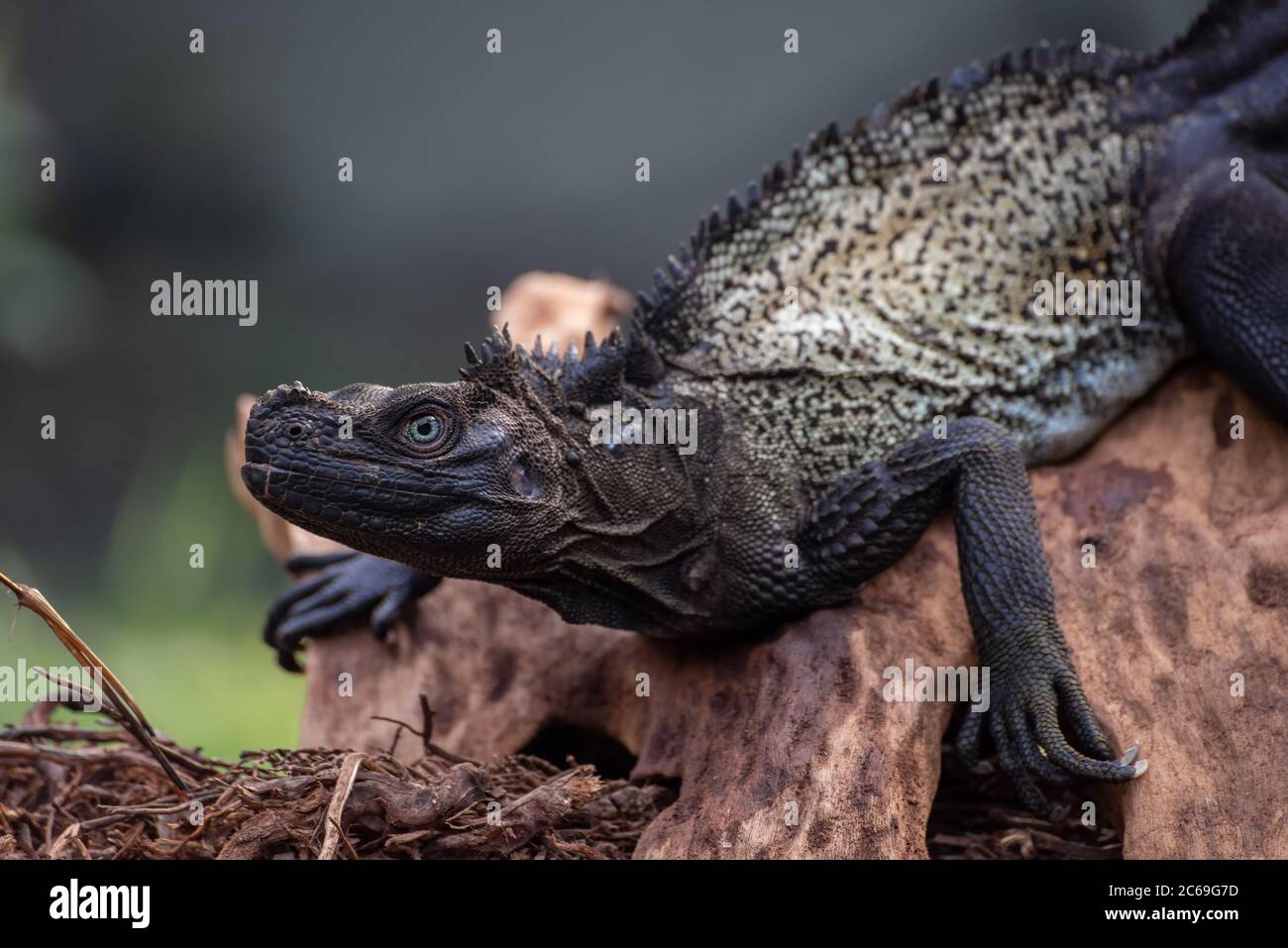 Ritratto di un drago a vela, Indonesia Foto Stock