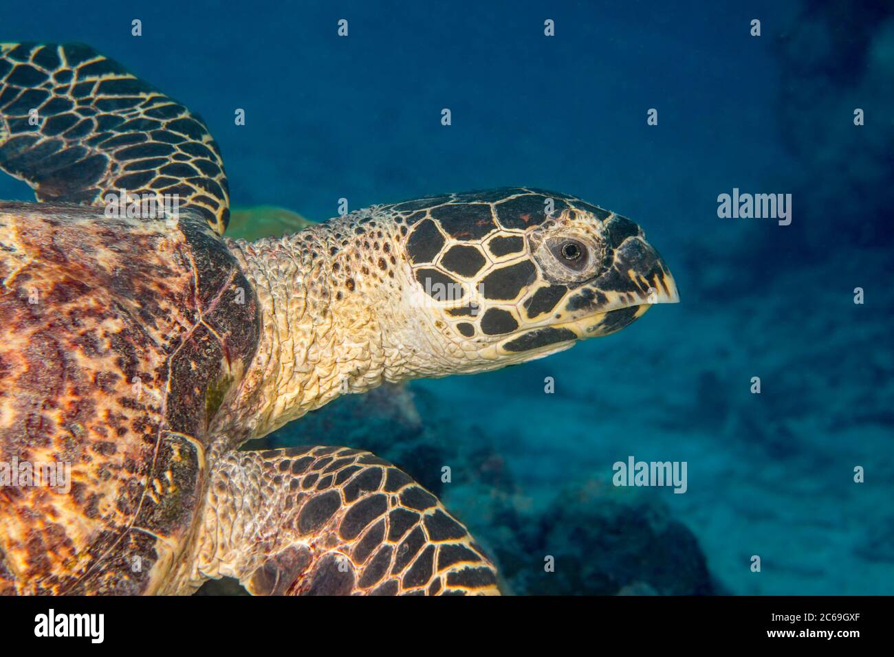Uno sguardo ravvicinato alla testa di una tartaruga di falksbill, Eretmochelys imbricata, al largo dell'isola di Yap, Micronesia., Oceano Pacifico. Foto Stock