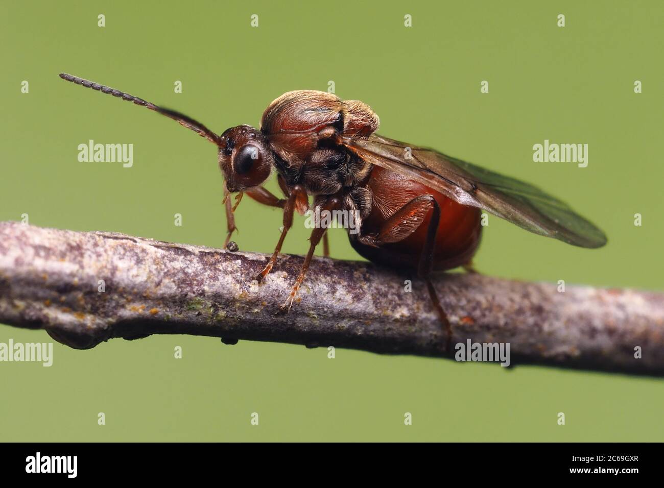 Andricus kollari Gall Wasp appollaiato su conifer twig. Tipperary, Irlanda Foto Stock