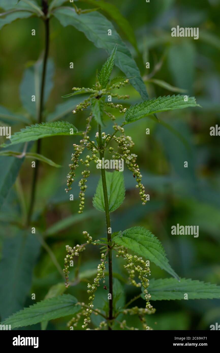 Primo piano di ortica pungente - pianta e foglie di urtica, concetto di piante medicinali ed erbe. Messa a fuoco selettiva Foto Stock