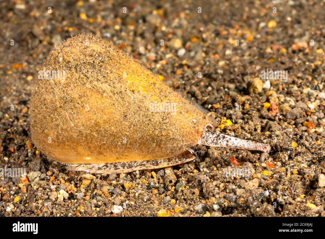 Conchiglia di cono di quercia, conchiglia di cono giallo, quercinus di Conus. Vivo subacqueo mostrando il sifone e l'occhio. Komodo, Indonesia. Foto Stock