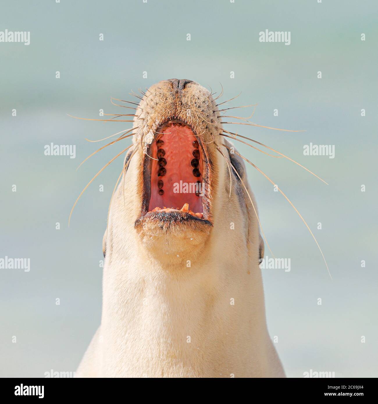 Leone marino australiano (Neophoca cinerea), femmina che sbadagna, ritratto, Australia Foto Stock