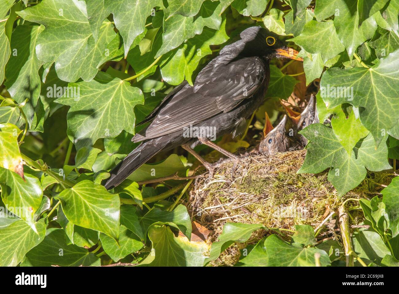 blackbird (Turdus merula), maschio al nido con cigolii che si accaparrano, Germania, Baviera, Isental Foto Stock