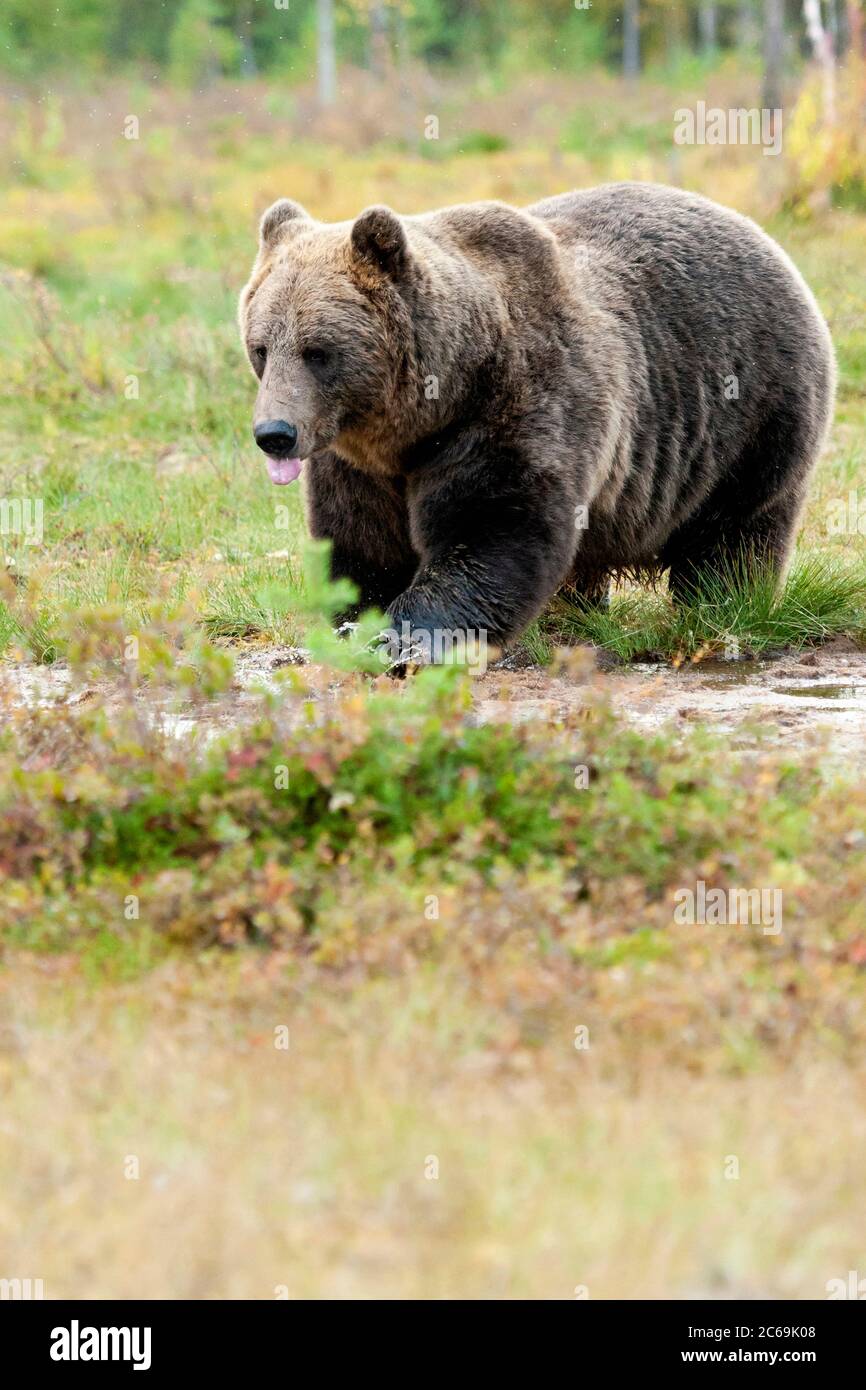 Orso bruno europeo (Ursus arctos arctos), che cammina in una radura, che pola la lingua fuori, Finlandia Foto Stock