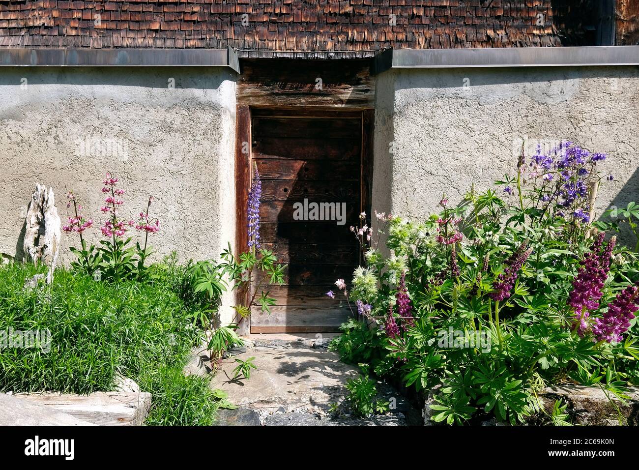 Lupini colorati di fronte ad una vecchia porta di legno, Glaspass, Parco Naturale Beverin, Canton Graubünden, Svizzera. Foto Stock