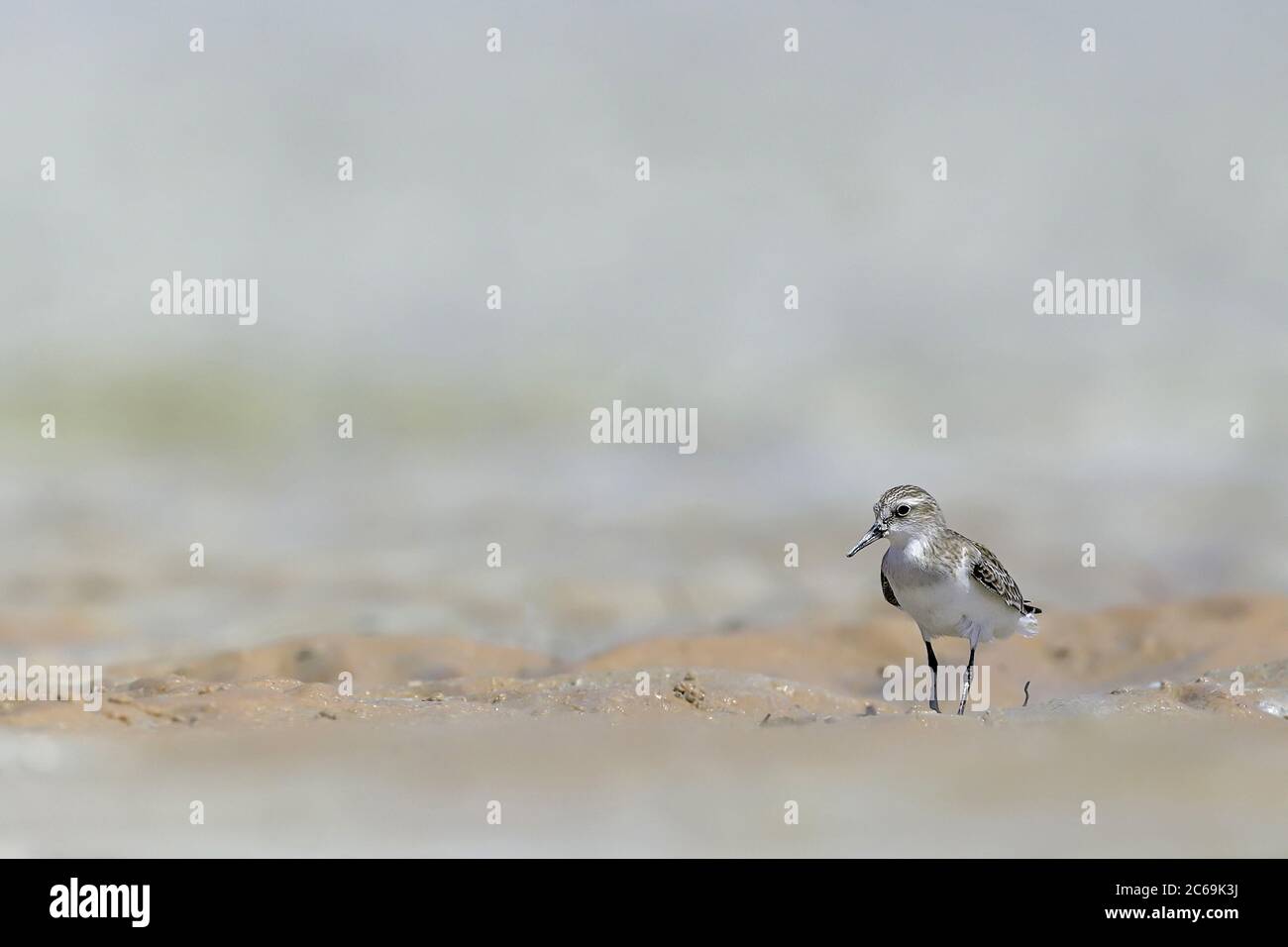 Stint collo rufoso (Calidris ruficollis), foraggio a ebb-marea sulla spiaggia, Australia Foto Stock