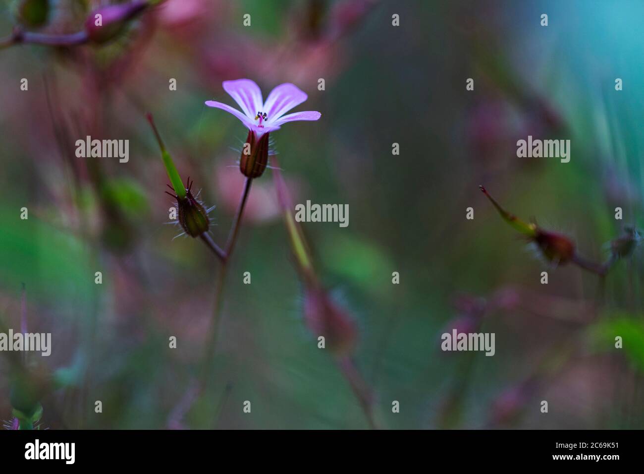 Herb Robert, Red Robin, morte venire rapidamente, Robert Geranium (Geranium robertianum, Robertiella robertiana), fioritura, Paesi Bassi Foto Stock