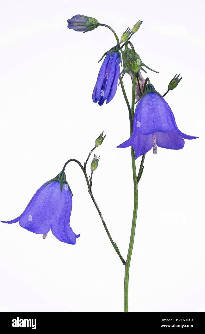 il timble della signora, il bluebell scotch, l'harebell (Campanula rotundifolia), fioritura, taglio, Germania, Baviera, Oberbayern, alta Baviera Foto Stock