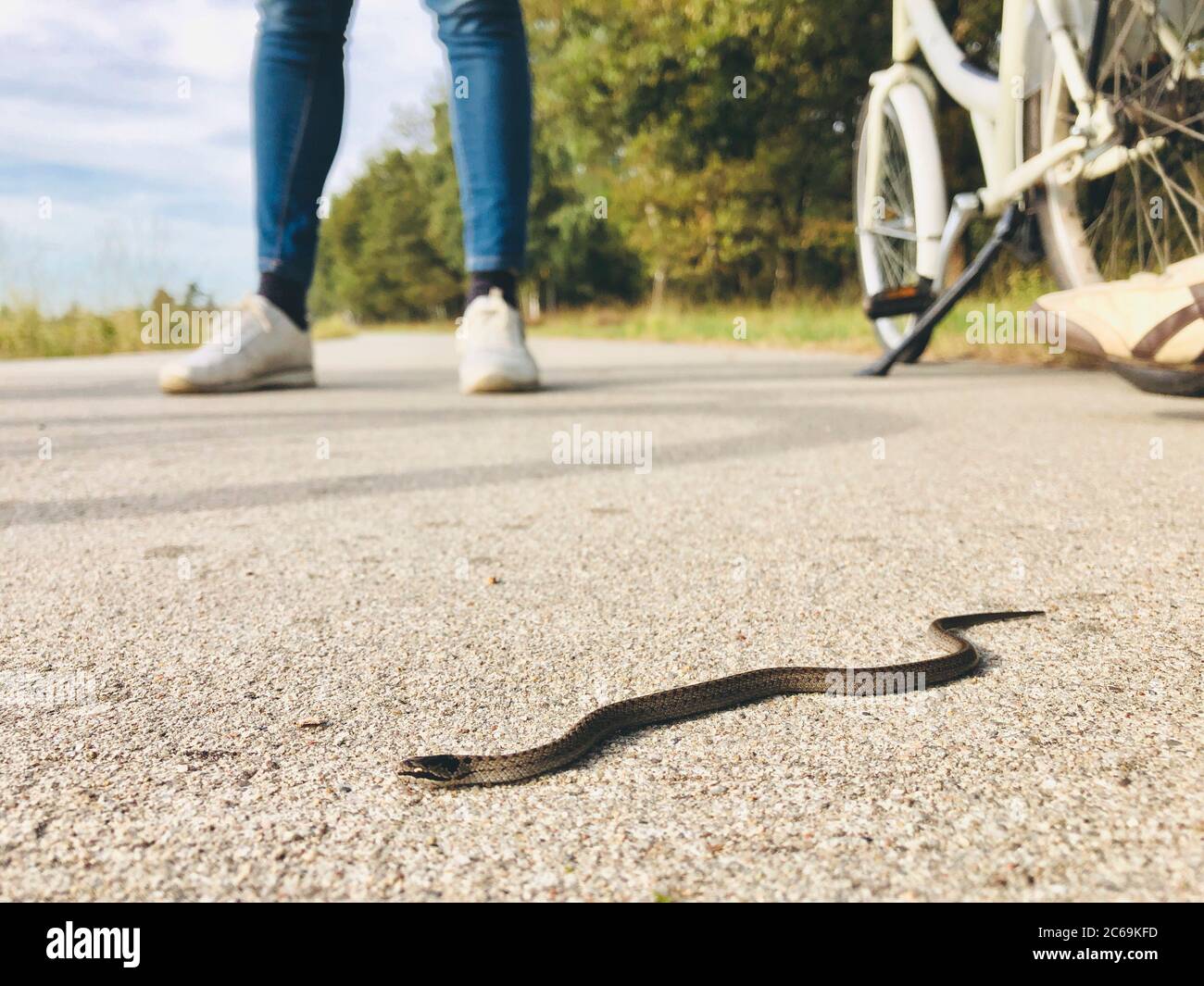 Young Smooth Snake attraversa una pista ciclabile a Hoge veluwe, Paesi Bassi Foto Stock
