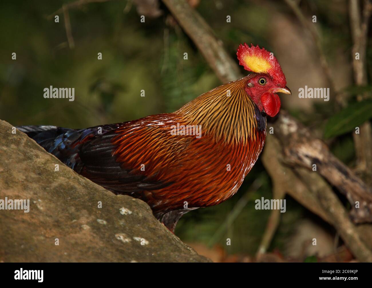 Ceylon Jungle-Fowl (Gallus lapafayettii), gallo, vista laterale, Sri Lanka Foto Stock