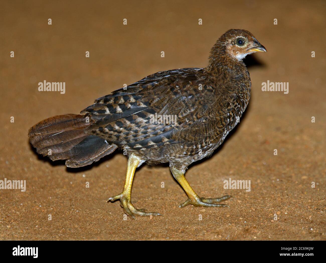 Ceylon Jungle-Fowl (Gallus lafayettii), gallina da passeggio, vista laterale, Sri Lanka Foto Stock