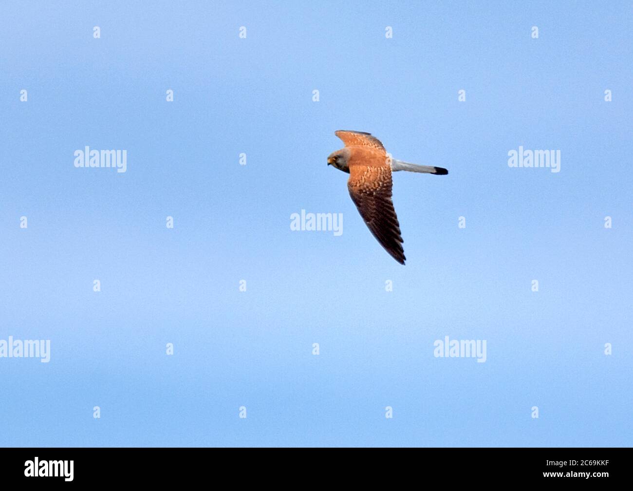 Gheppio minore (Falco naumanni), maschio in volo nel cielo, vista laterale, Europa Foto Stock