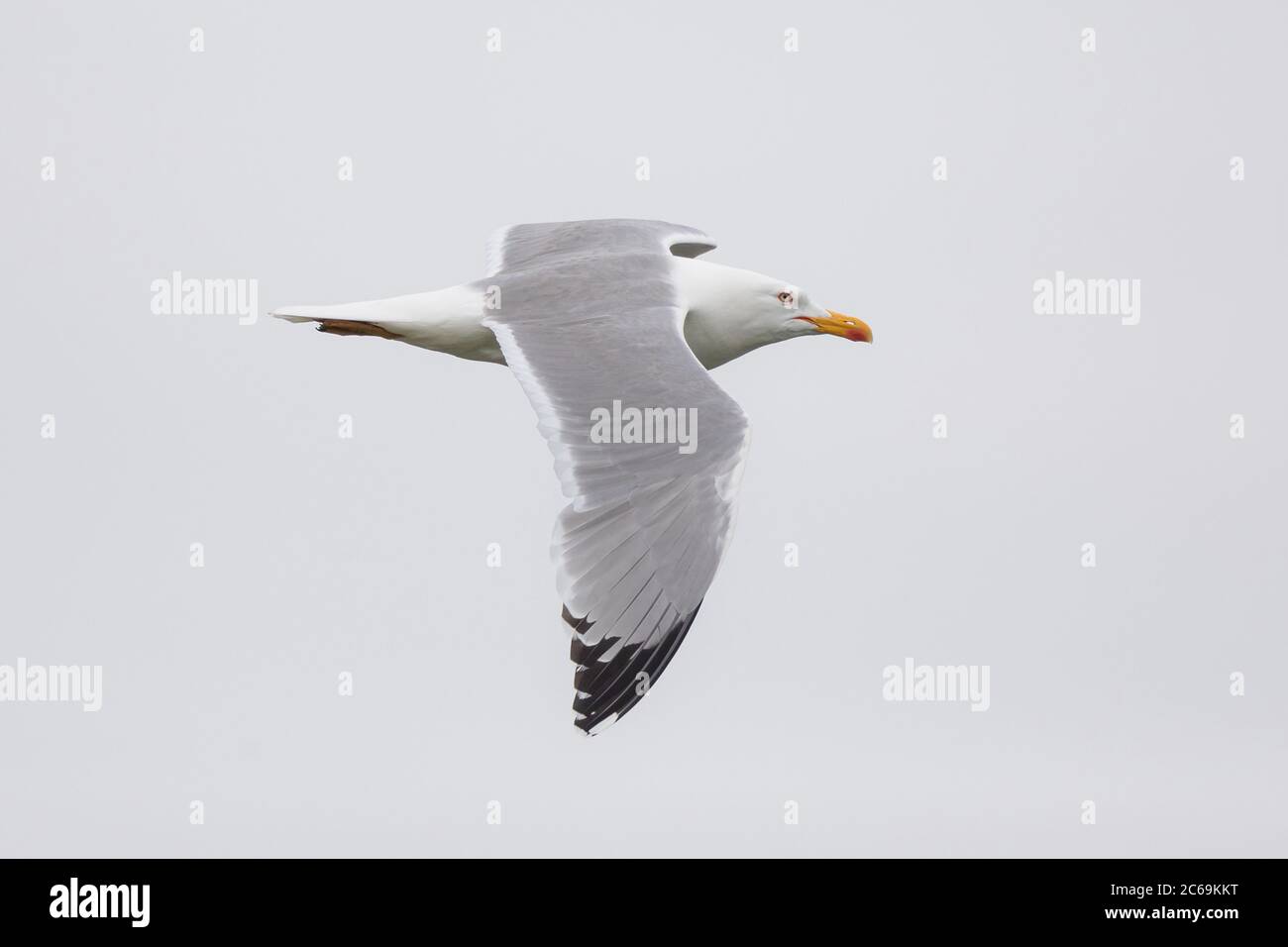 Gabbiano a zampe gialle (Larus michahellis, Larus cachinnans michahellis), in volo, Germania, Baviera Foto Stock