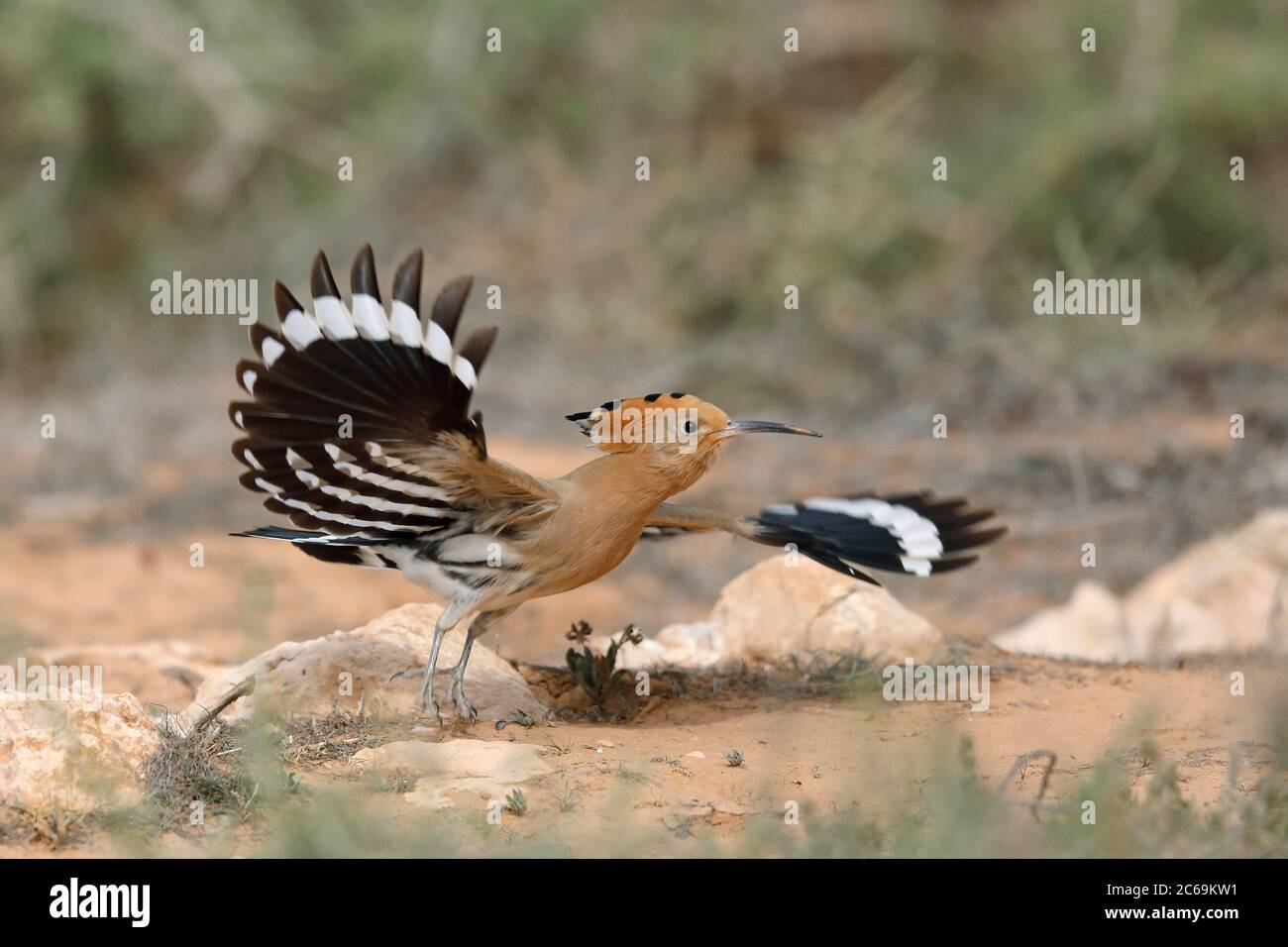 Hoopoe (Upupa epops), partendo da terra nel semi-deserto, vista laterale, Isole Canarie, Fuerteventura Foto Stock