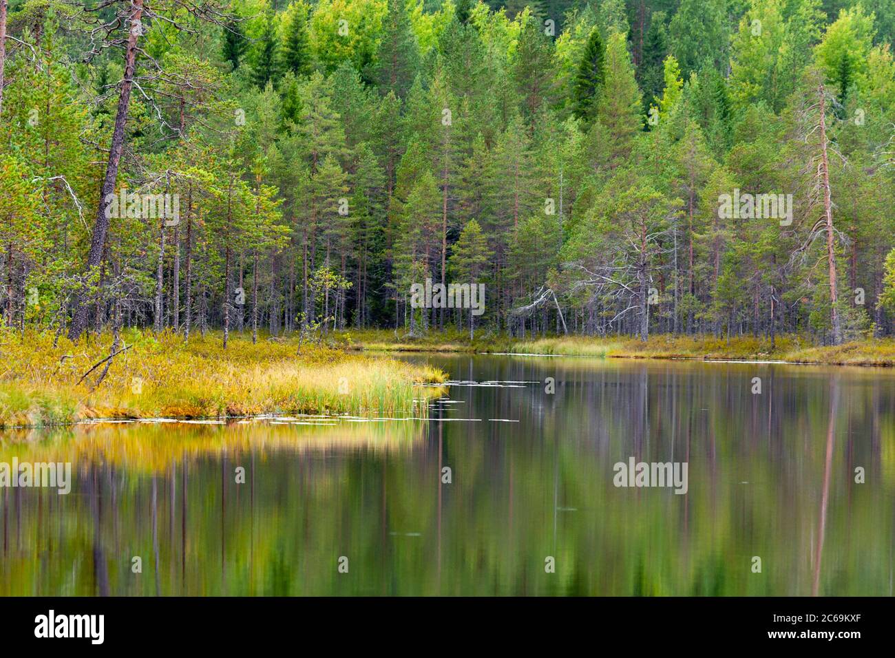 Pini nella foresta di taiga intorno ad un lago tranquillo nella Finlandia settentrionale, Finlandia Foto Stock