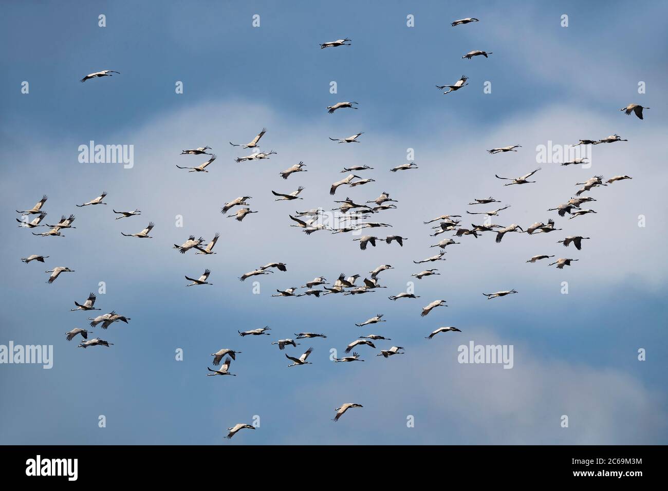 Gru comune, gru Eurasiatica (Grus grus), flying flock, migrazione, Italia, Stagno di Peretola Foto Stock
