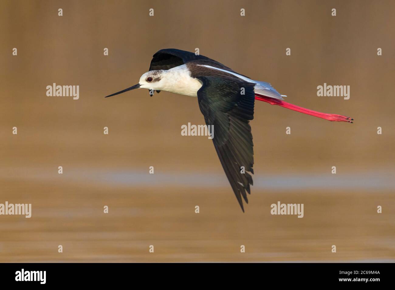 Palafitte alate nere (Himantopus himantopus), che sorvola un lago, vista laterale, Italia, Oasi della Querciola Foto Stock