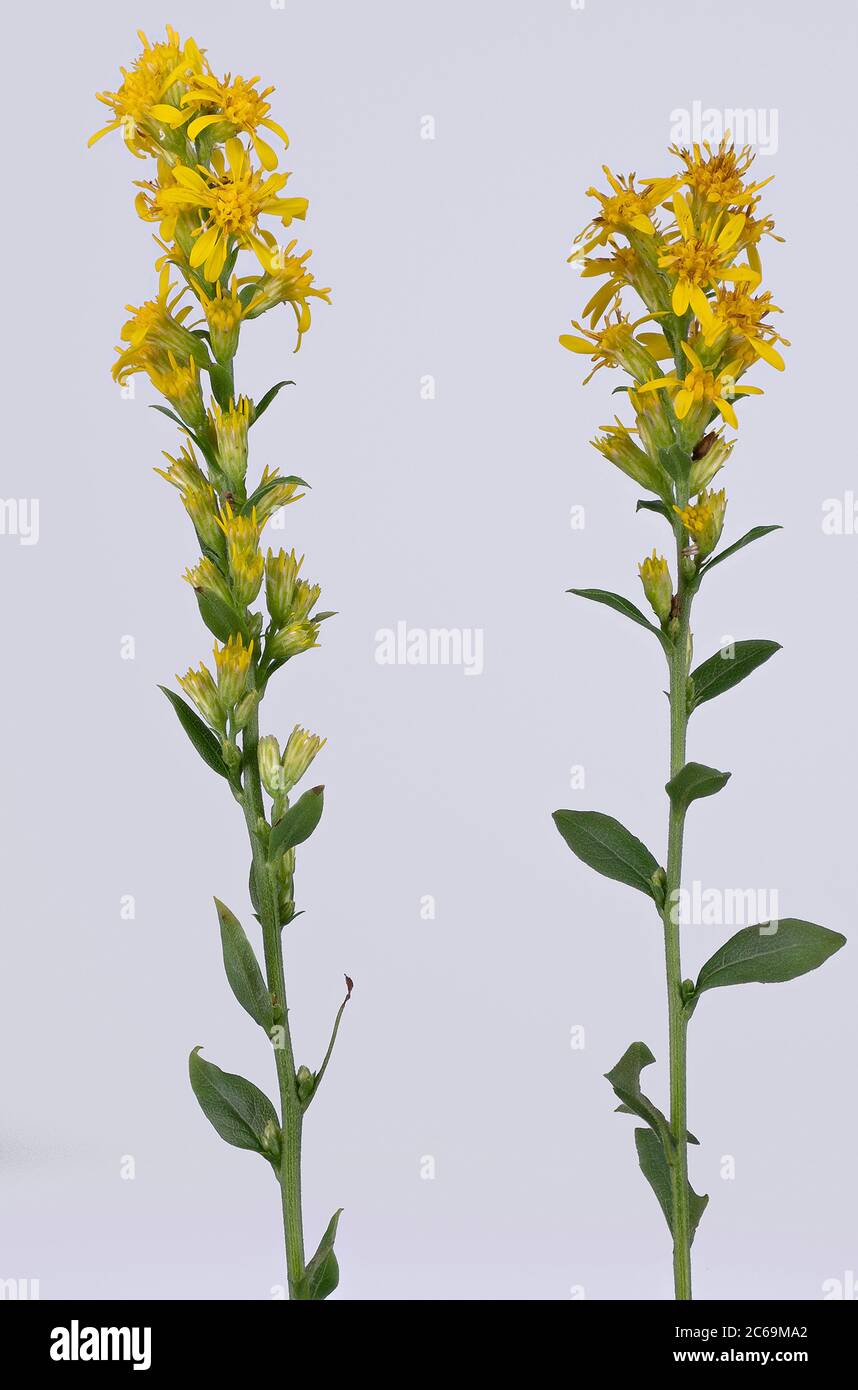 Verga d'oro, verga d'oro (Solidago virgaurea), fiorente su sfondo grigio, Germania, Baviera Foto Stock