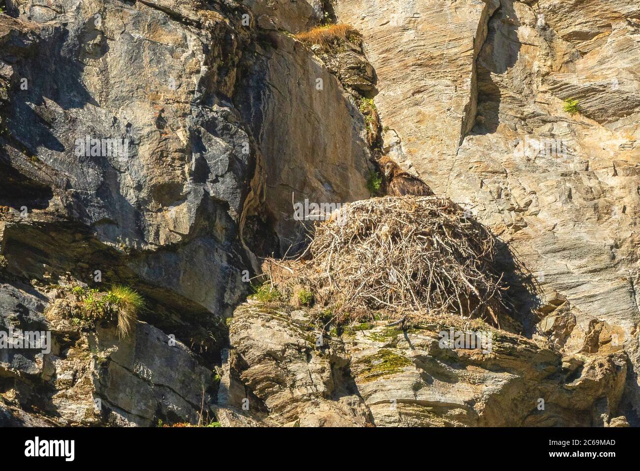 Lammergeier, avvoltoio con aratura (Gypaetus barbatus), nido con accoccolatura su una parete rocciosa, Austria, Carinzia, Parco Nazionale Hohe Tauern Foto Stock
