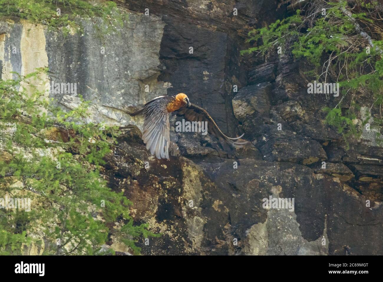 Lammergeier, avvoltoio con aratura (Gypaetus barbatus), che vola di fronte a una parete rocciosa, Austria, Carinzia, Parco Nazionale Hohe Tauern Foto Stock
