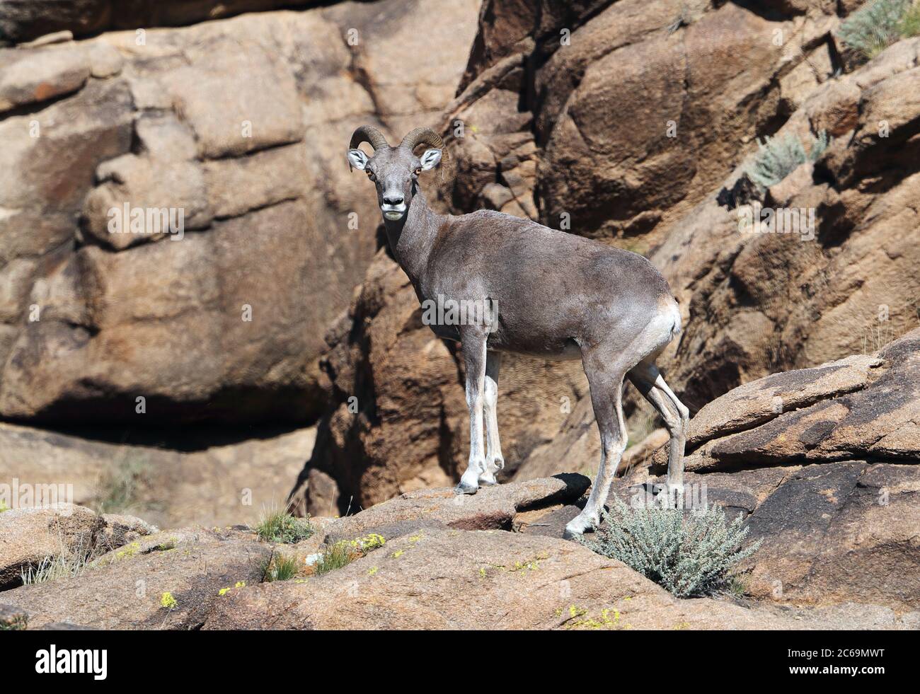 Pecora argali (Ovis ammon) presso la Riserva Naturale Ikh Nart in Mongolia. Foto Stock