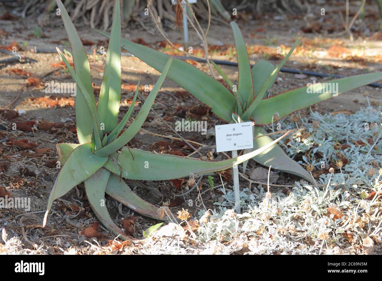 Aloe elegans. Parque de la Paloma, Benalmádena, Málaga, Spagna. Foto Stock