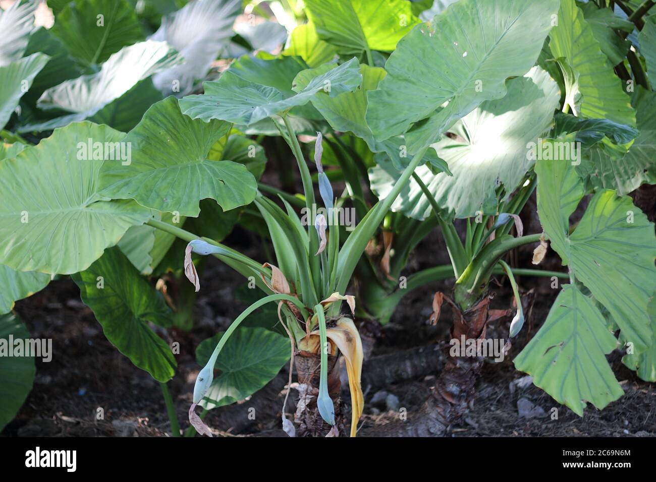 Orecchio dell'elefante (Alocasia macrorhiza). Parque de la Paloma, Benalmádena, Málaga, Spagna. Foto Stock