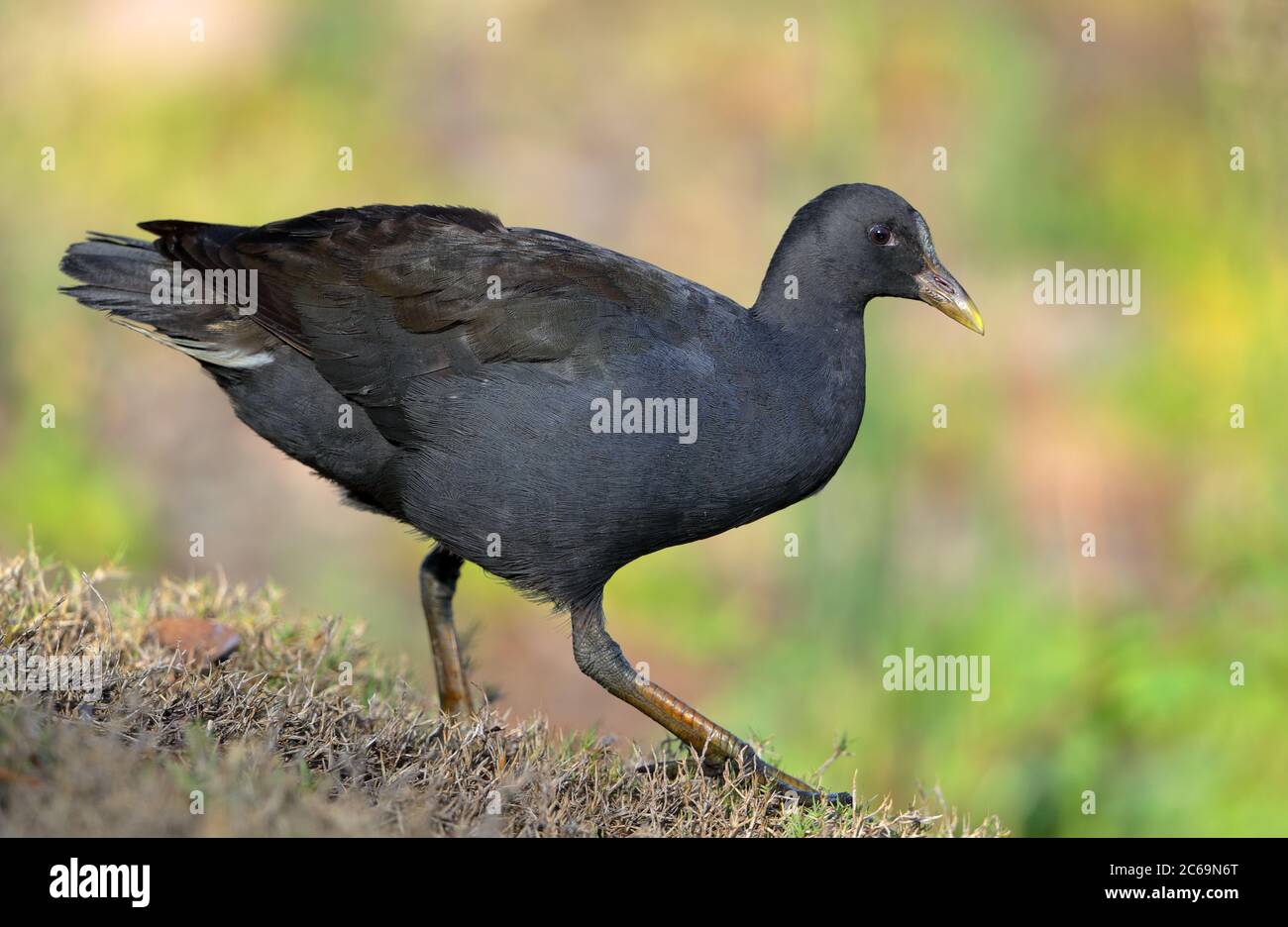 Immaturo Dusky Moorhen (Gallinula tenebrosa) presso i Giardini Botanici regionali di Mackay nel Queensland, Australia. Foto Stock