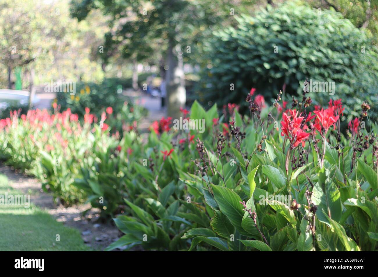 Canne indica. Parque de la Paloma, Benalmádena, Málaga, Spagna. Foto Stock