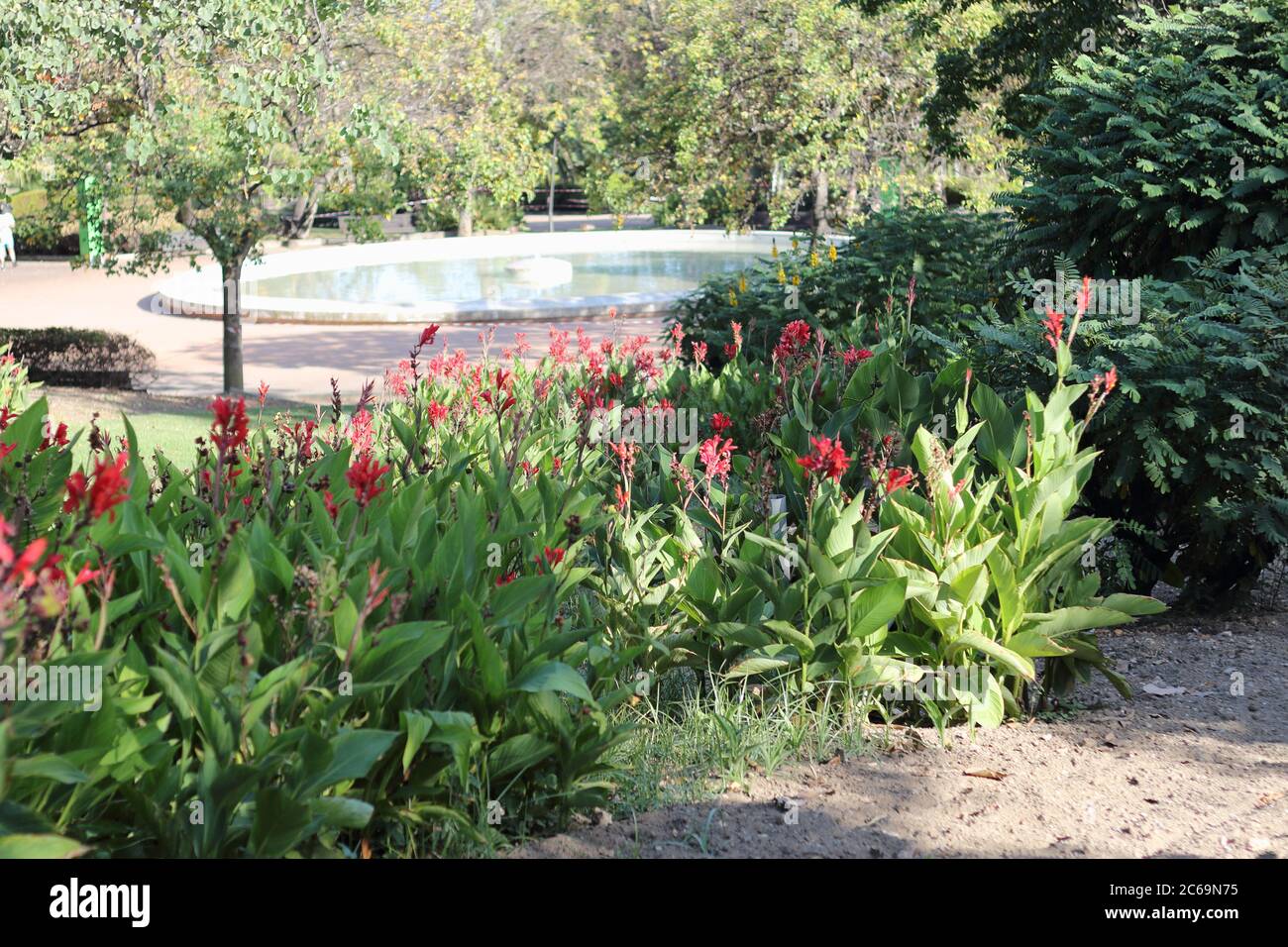 Canne indica. Parque de la Paloma, Benalmádena, Málaga, Spagna. Foto Stock
