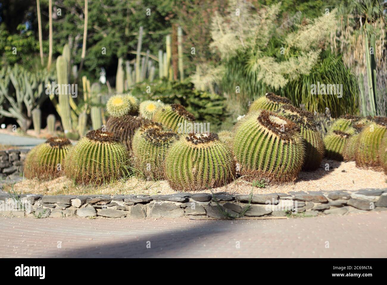 Echinocactus grusonii. Parque de la Paloma, Benalmádena, Málaga, Spagna. Foto Stock
