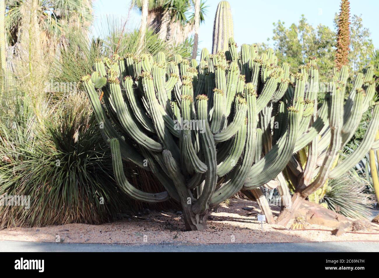 Polaskia chichipe. Parque de la Paloma, Benalmádena, Málaga, Spagna. Foto Stock