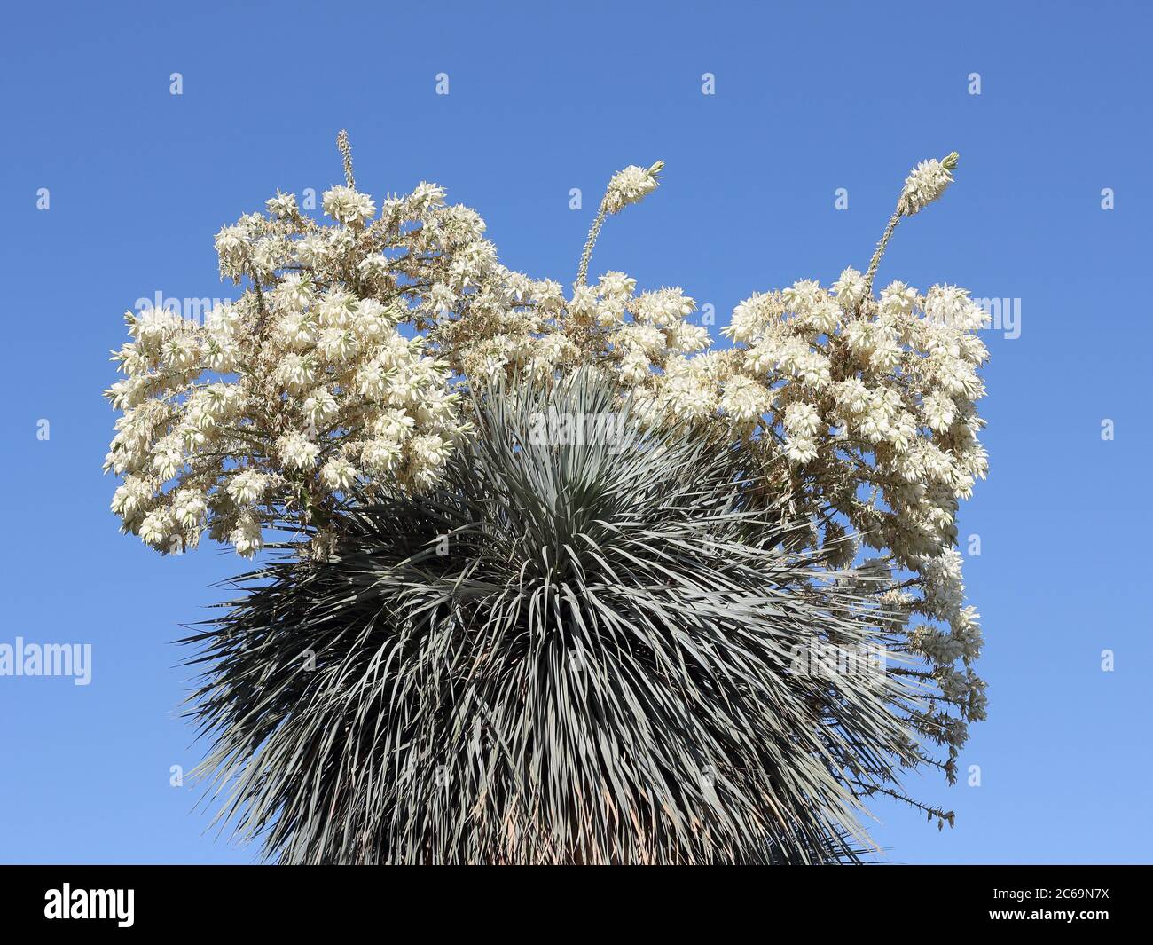 Yucca rostrata. Parque de la Paloma, Benalmádena, Spagna. Foto Stock