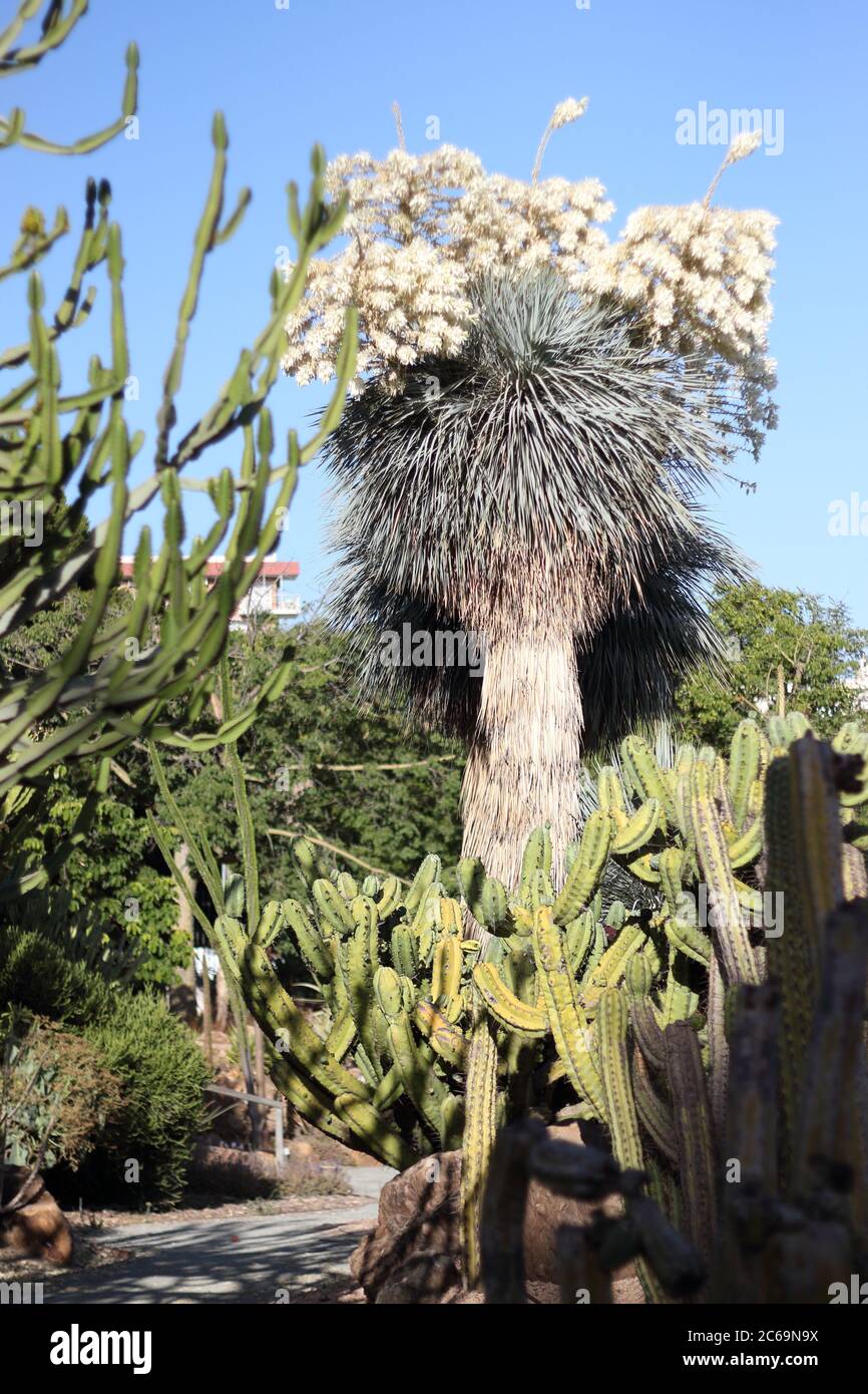 Yucca rostrata. Parque de la Paloma, Benalmádena, Spagna. Foto Stock