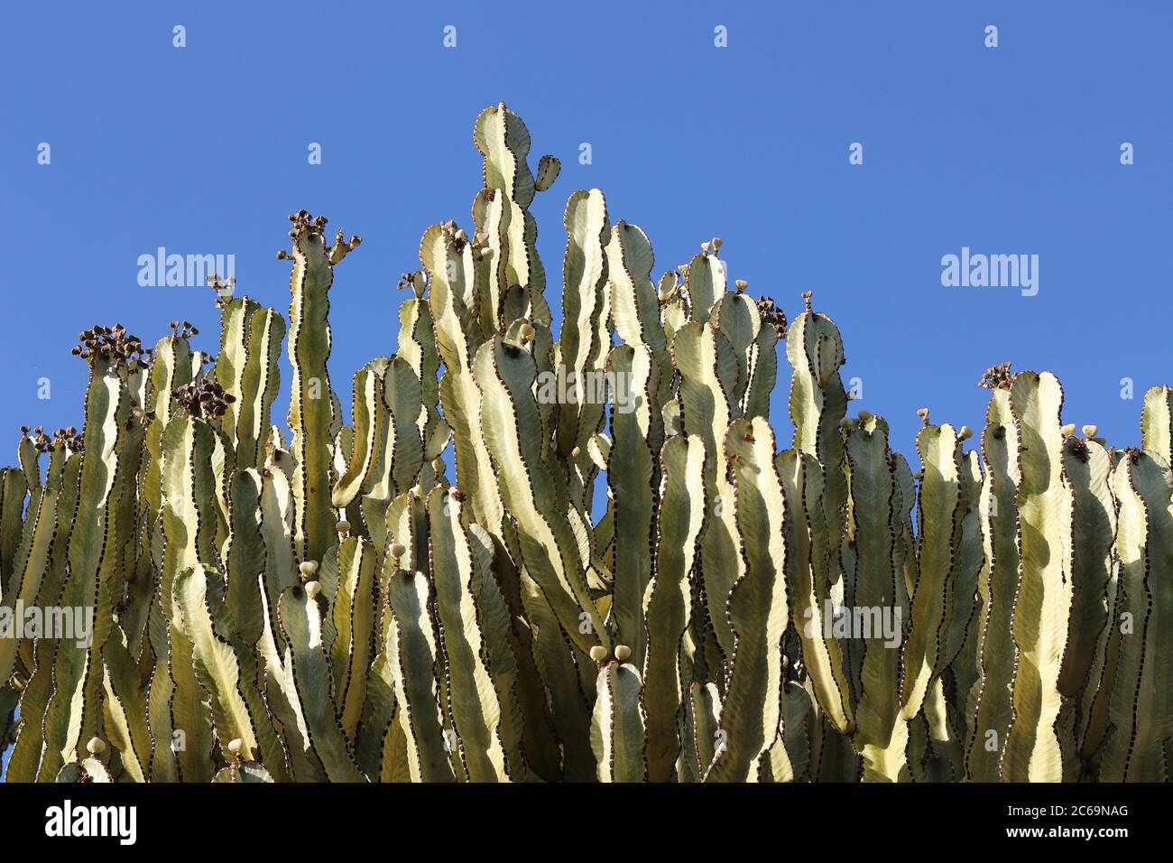 Candelabra tree (Euphorbia candelabrum), Parque de la Paloma, Benalmádena, Málaga, Spagna. Foto Stock