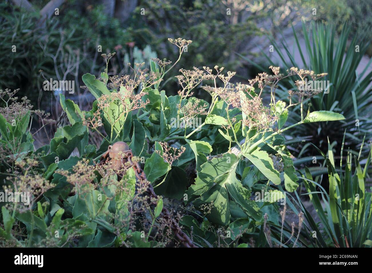 Cyphostemma Juttae. Parque de la Paloma, Málaga, Spagna. Foto Stock