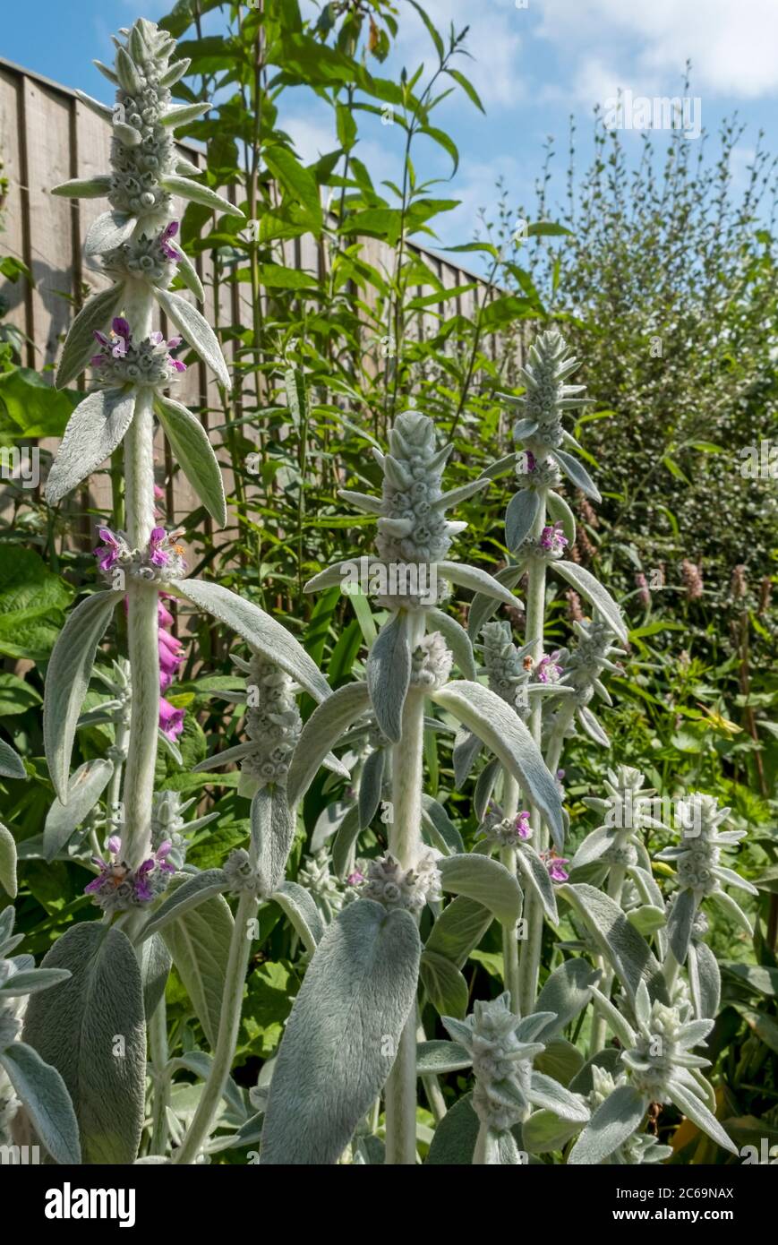 Primo piano di agnelli orecchio 'Silver Carpet' fiori (Stachys byzantina) nel giardino in estate Inghilterra Regno Unito GB Gran Bretagna Foto Stock