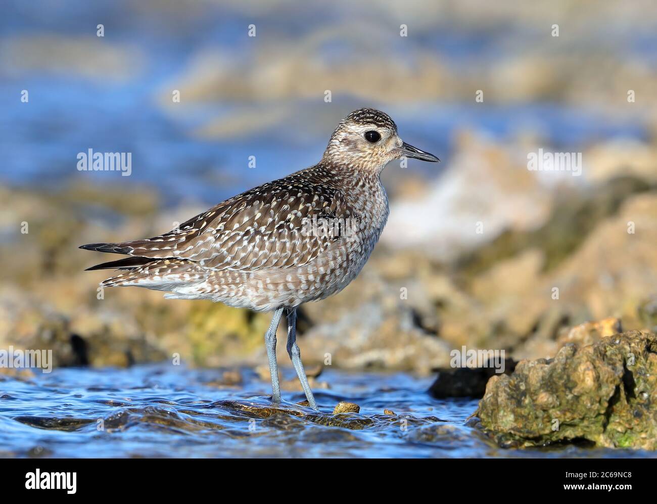 Wintering Pacific Golden Plover (Pluvialis fulva) a Lady Elliot Island in Australia. Foto Stock